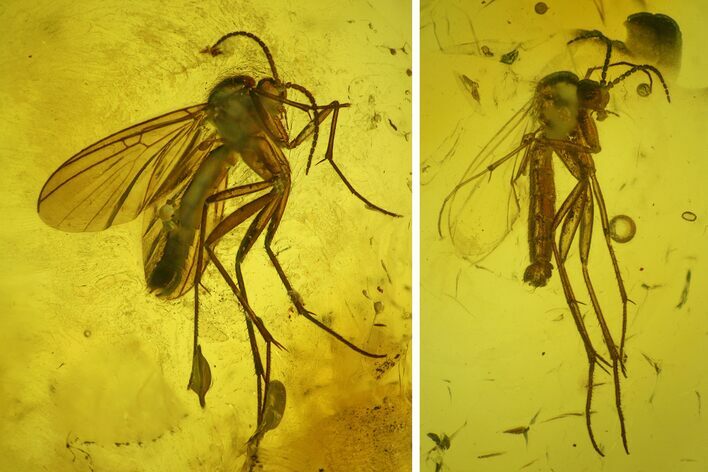 Two Detailed Fossil Fungus Gnats (Sciaridae) In Baltic Amber
